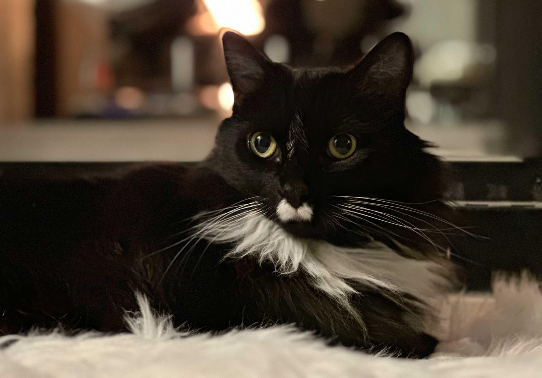 Why hotboxing your pet is a bad idea - Cloud Cat
