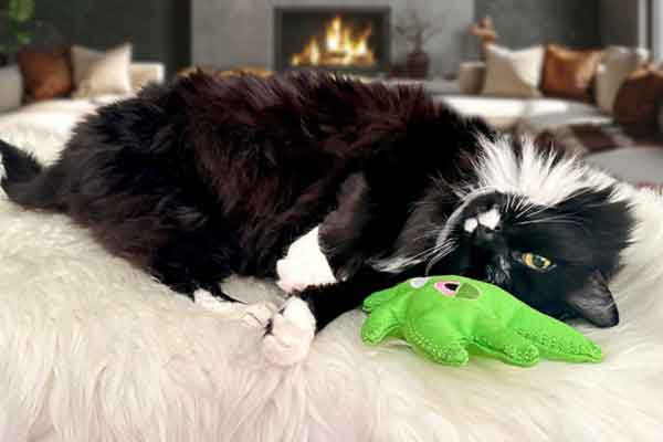 Every Toy Counts - Pet Toys